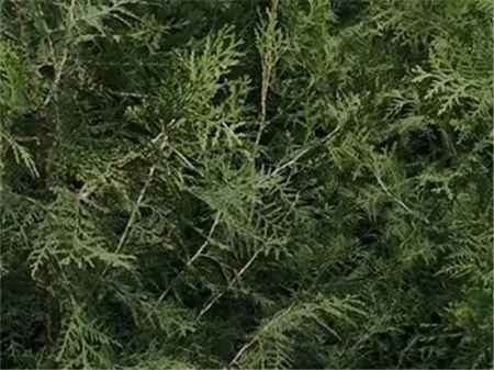 大農圈 農業供求信息 第二百一十六期