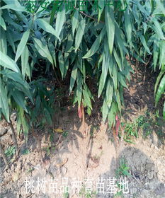 【桃樹苗基地悅香蜜桃樹苗多少錢一棵桃樹苗】-