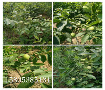 核桃苗什么價位 新聞 陜西榆林當(dāng)年核桃樹苗哪里便宜