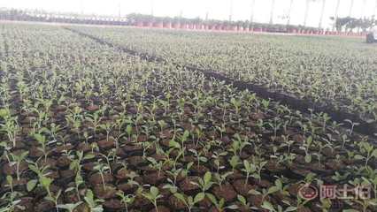 【陜西柳葉馬鞭草種苗杯苗容器苗供應(yīng)】 - 產(chǎn)品庫