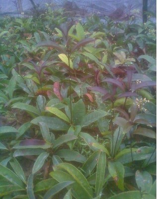 陜西苗木基地-供應(yīng)陜西桂花樹苗|桂花樹苗價格|出售桂花樹苗 -陜西厚樸苗價格|陜西櫻桃苗價格|陜西獼猴桃苗 產(chǎn)品展示(陜西苗木基地、陜西種苗供應(yīng)商、陜西苗木批發(fā))-金泉網(wǎng)