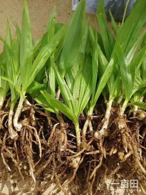 [白芨種苗批發]陜西商洛山陽縣白芨種苗 0.90元/棵純紫花白芨 _ 一畝田