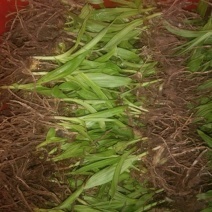 陜西三叉白芨種苗