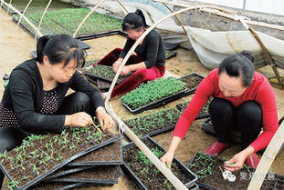 定襄縣設(shè)施農(nóng)業(yè)工廠(chǎng)忙育苗