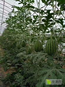 2020西瓜種子價(jià)格行情走勢(shì) 中國(guó)西瓜種子網(wǎng)