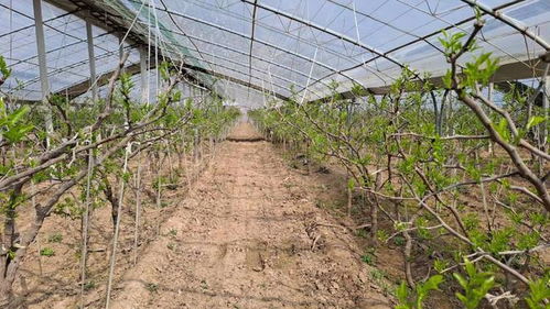 國(guó)家地理標(biāo)志保護(hù)產(chǎn)品 陜西大荔冬棗大棚承載希望