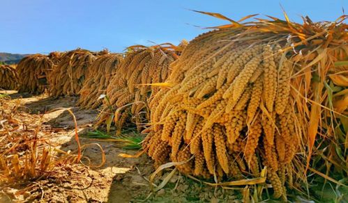 陜西發(fā)布21條秋季鄉(xiāng)村休閑旅游行精品線(xiàn)路