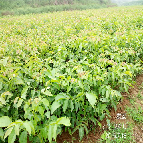 【求購(gòu)香玲核桃樹(shù)苗香玲核桃樹(shù)苗多少錢(qián)】- 