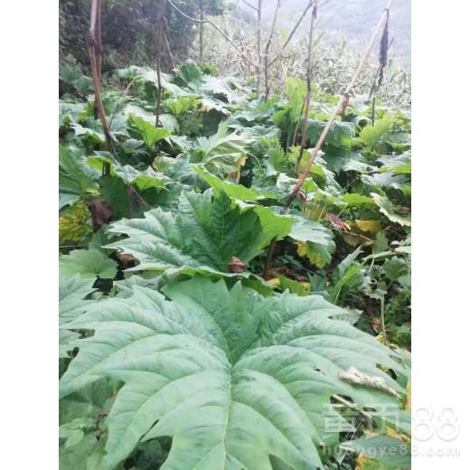 【陜西省安康市旬陽(yáng)縣大黃種苗批發(fā)】- 