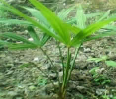 耐寒棕樹苗價格_耐寒棕樹苗_陜西商洛市耐寒棕樹苗生產(chǎn)供應(yīng)商_花卉種子、種苗盡在搜了網(wǎng)