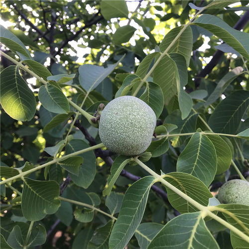 【早實核桃樹苗出售早實核桃樹苗價位】- 