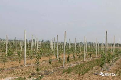 脫貧攻堅 ‖ 立足耀州現(xiàn)代農業(yè) 示范帶領周邊村民