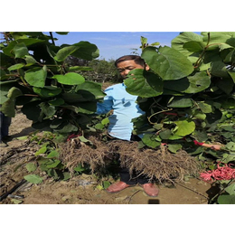 紅心獼猴桃種苗間距-坤威農業(yè)(在線咨詢)-陜西省獼猴桃種苗