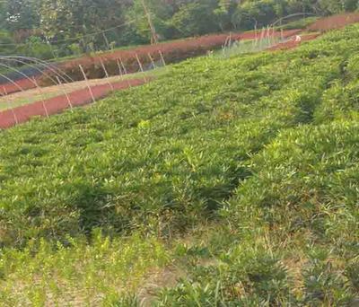 陜西北海道黃楊出售-陜西北海道黃楊-合理基地現(xiàn)挖現(xiàn)賣(查看)