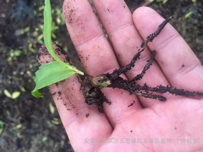 紫花三叉白芨種苗批發(fā)_紫花三叉白芨苗廠家_白芨種苗直銷-陜西省安康市漢濱區(qū)五里白芨育苗基地(個體經營)