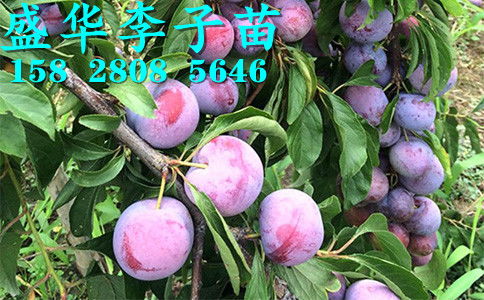 【秦地陜西脆紅李苗基地直銷,漢中安康商洛、寶雞西安渭南脆紅李樹苗價(jià)格廠家報(bào)價(jià)。】-