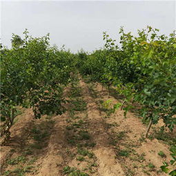 新聞推薦 陜西大金星山楂苗種植技術(shù)