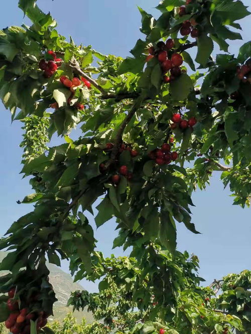 【自貢車厘子苗種植技術(shù),自貢車厘子苗那里好】- 