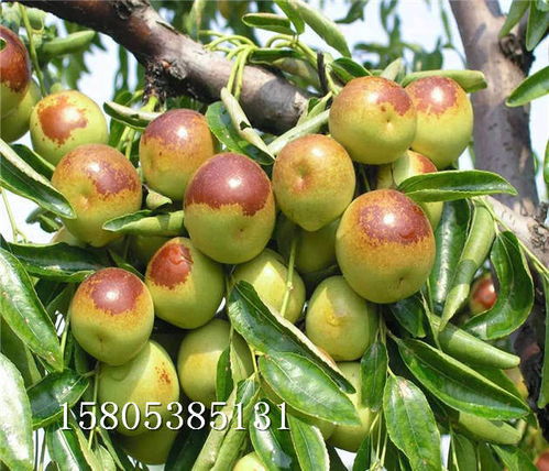 棗樹苗在陜西寶雞什么價格沾化冬棗樹苗提供種植技術(shù)