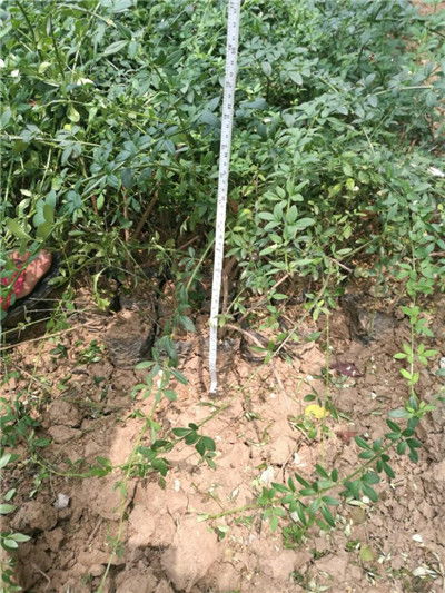 資訊 楊凌迎春花樹苗 陜西本地路邊適合綠化 裕盛裕森苗圃