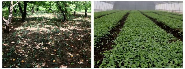 科技報國 奉獻西部 | 把科技成果寫在希望的田野上