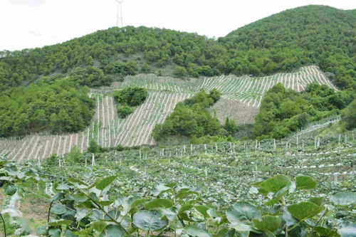 農村黨員施振虎 產業發展的 開路先鋒