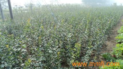 花卉種子、種苗-花卉種子、種苗供應-花卉種子、種苗價格-產品大全列表-E路風機網產品大全