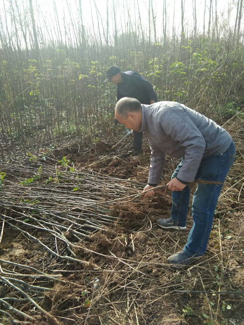 【紅香酥梨樹苗哪里便宜陜西紅香酥梨樹苗批發價格】-