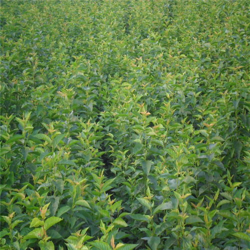 【俄羅斯八號櫻桃苗哪里購買、俄羅斯八號櫻桃苗新品種】- 