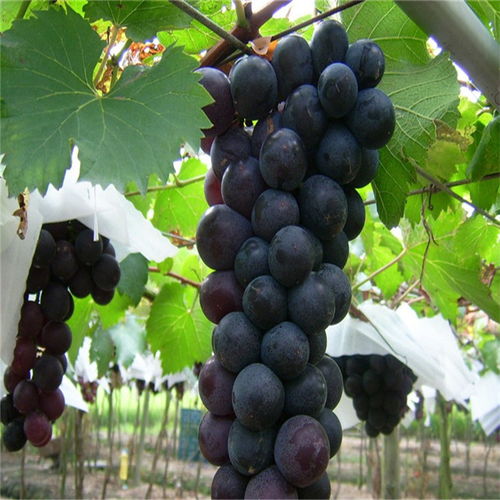 【1米高狀元紅葡萄苗狀元紅葡萄樹苗產品展示】- 