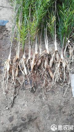 陜西潤農農業優質天冬種苗