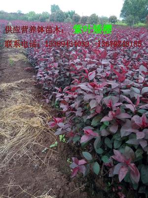 【供應西安營養缽紅葉李、紫葉李、陜西叢生密枝紅葉李】價格,廠家,其他種子種苗