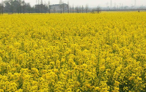 陜西漢中油菜花節來了,52個觀花點,11條精品賞花線路,百萬畝油菜花海等你來