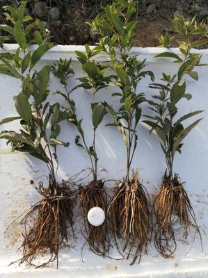 [蒼術種苗批發]陜西商洛山陽縣蒼術種苗 0.30元/棵蒼術苗 _ 一畝田