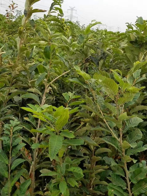 原生板栗樹精華 陜西榆林華豐板栗苗