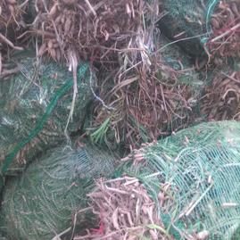 陜西渭南大荔縣臻品果蔬直營黃花菜苗