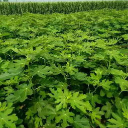 新聞 湖北孝感花椒樹苗出售批發價