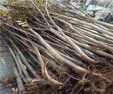 8518核桃樹苗價格解析及陜西種苗市場概況