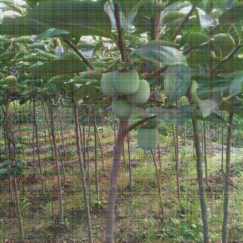 8公分柿子樹 果個大適應性強，陜西種苗的優(yōu)選品種