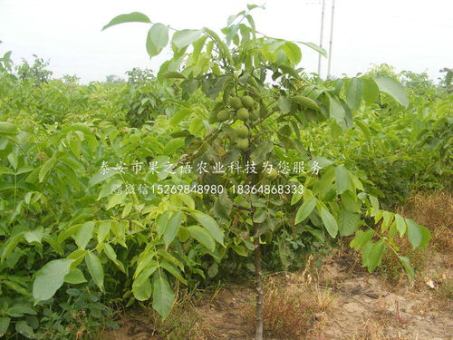 重慶與陜西種苗產業(yè)發(fā)展對比與展望