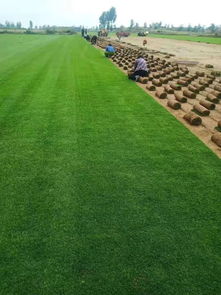 陜西姬擴建 優(yōu)質精品種苗，全力打造陜西草坪之鄉(xiāng)