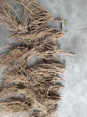 陜西商洛鎮(zhèn)安縣精品蒼術種苗批發(fā) 優(yōu)質種源助力中藥材種植發(fā)展