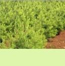 供應陜西白皮松 價格、廠家與花卉種苗資源解析