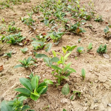 陜西商洛柞水縣蒼術(shù)種苗產(chǎn)業(yè)分析 高性價(jià)比與道地產(chǎn)區(qū)的雙重優(yōu)勢(shì)