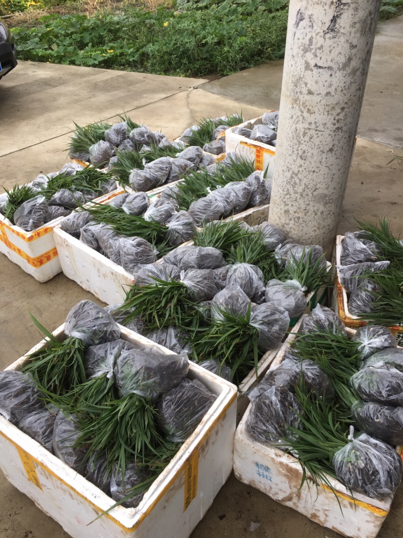 陜西漢中漢臺(tái)區(qū)白芨種苗批發(fā)詳情與種植前景分析